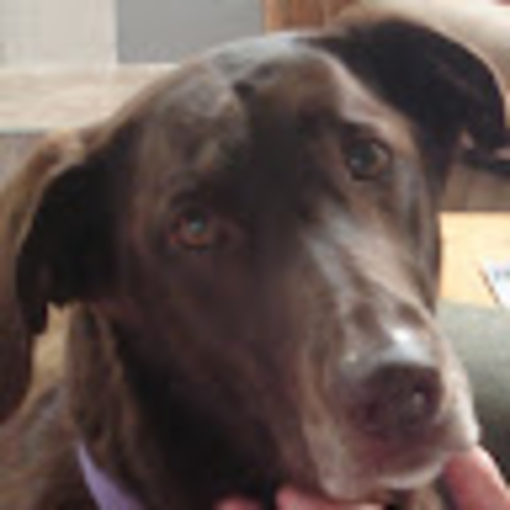 Meet your Posher, Brandy